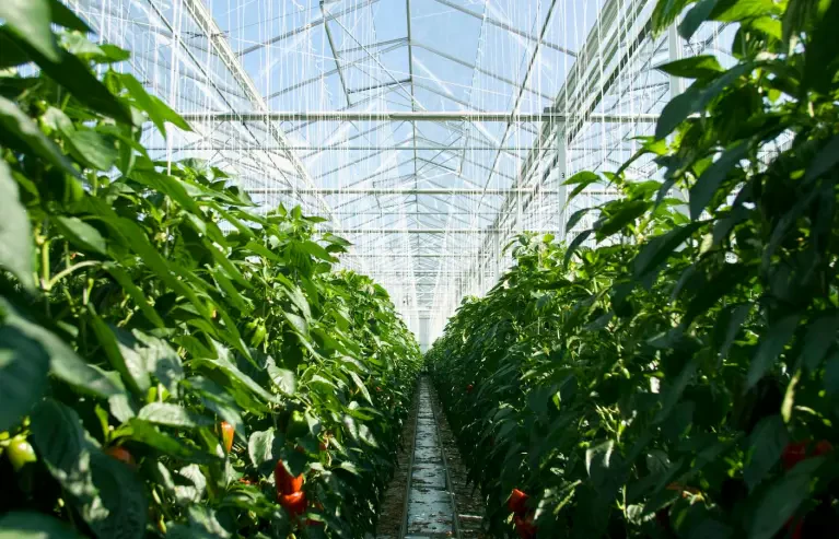 greenhouse