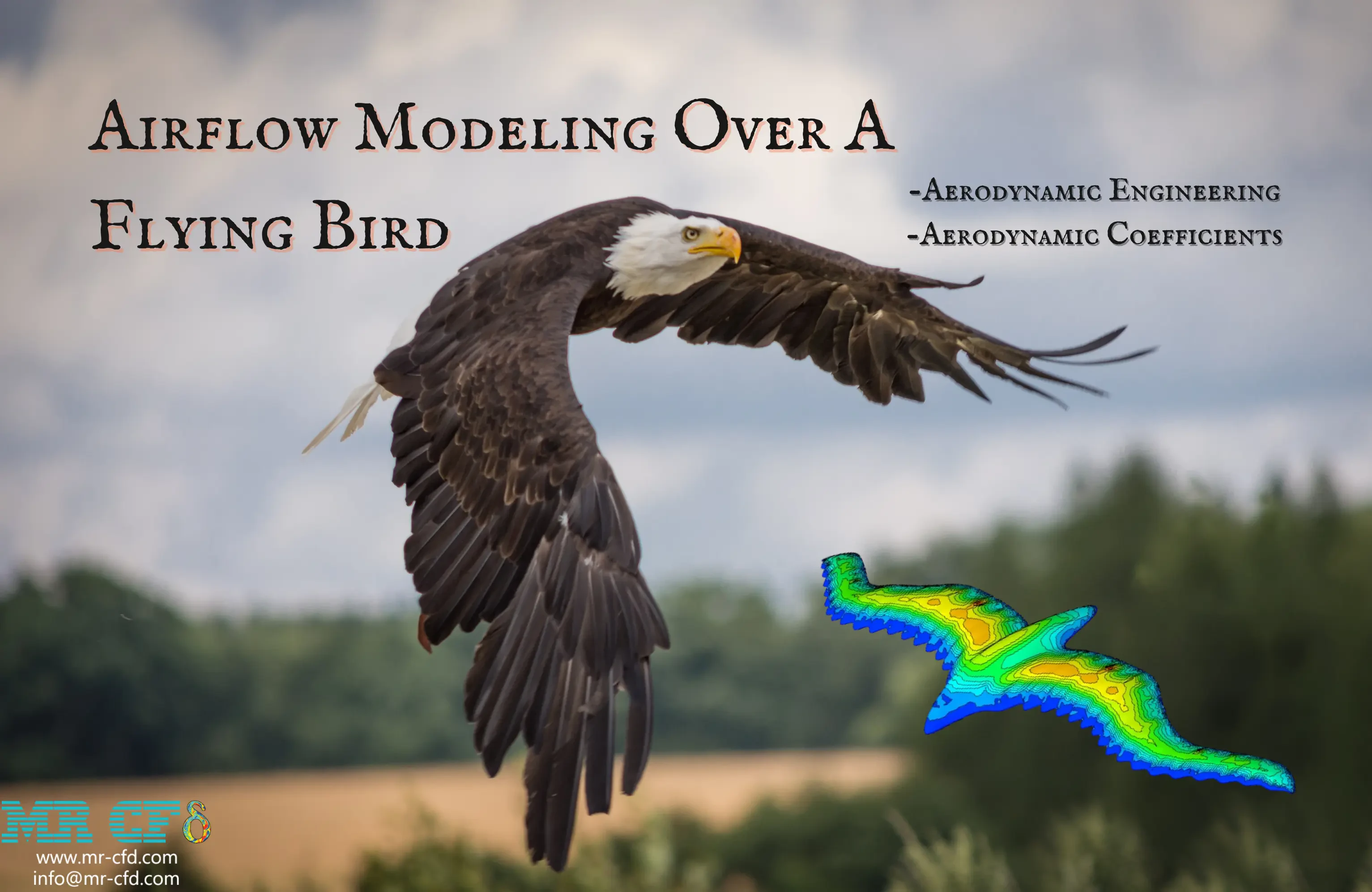 Airflow Modeling over a Flying Bird, CFD Simulation